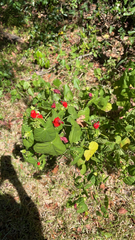 Malvaviscus arboreus