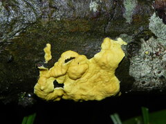 Trichoderma sulphureum