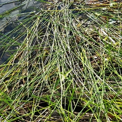 Eleocharis palustris