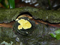 Trichoderma sulphureum