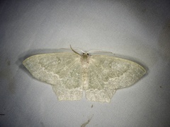 Maxates albistrigata