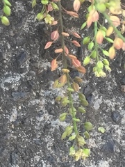 Lepidium ruderale
