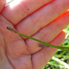 Eleocharis palustris