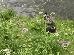 Branta leucopsis