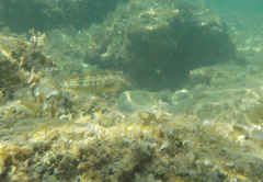 Parablennius sanguinolentus