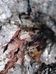 Liometopum microcephalum