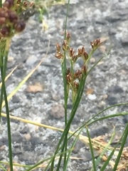 Juncus compressus