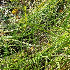 Eleocharis palustris