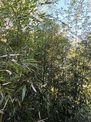 Phyllostachys aurea