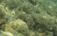 Padina pavonica