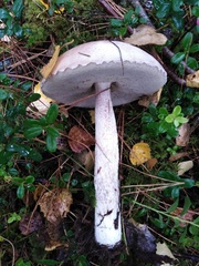 Leccinum versipelle