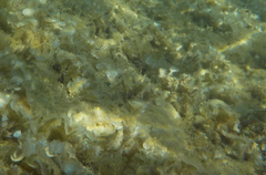 Padina pavonica