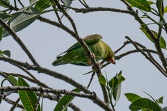 Brotogeris jugularis