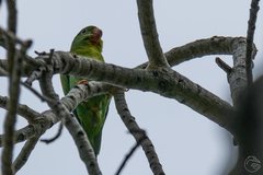 Brotogeris jugularis