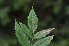 Agromyza spiraeoidearum