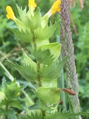 Rhinanthus serotinus