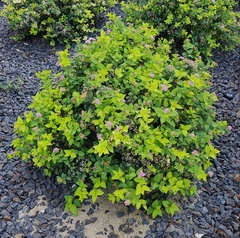 Spiraea japonica
