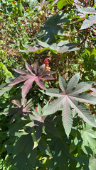 Ricinus communis