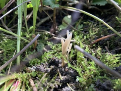 Clavaria