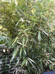 Phyllostachys aurea