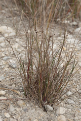 Juncus articulatus