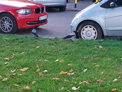 Corvus cornix