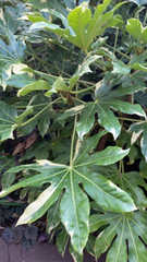 Fatsia japonica