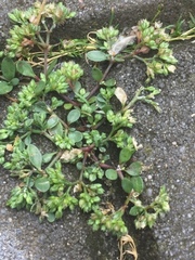 Polycarpon tetraphyllum