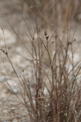 Juncus articulatus