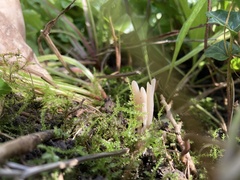 Clavaria