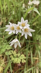 Allium triquetrum