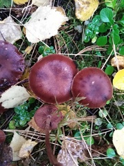 Tricholoma fulvum