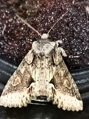 Allophyes oxyacanthae