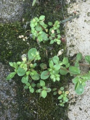 Polycarpon tetraphyllum