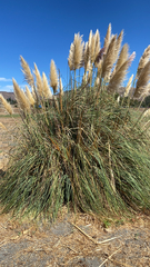 Cortaderia selloana