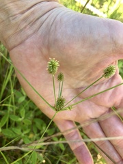 Cyperus retrorsus