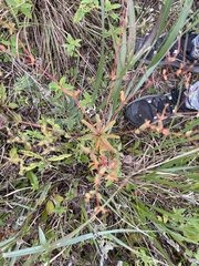 Euphorbia nutans