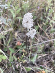 Anemone cylindrica