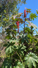 Ricinus communis