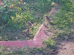 Passer domesticus