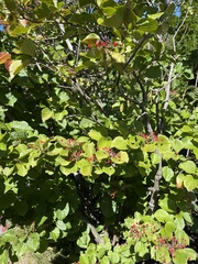 Viburnum dilatatum