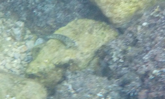 Parablennius sanguinolentus