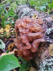 Phaeotremella foliacea