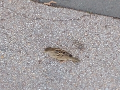 Passer domesticus