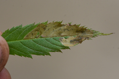 Agromyza spiraeoidearum