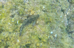 Parablennius sanguinolentus