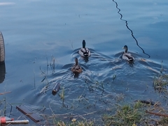 Anas platyrhynchos