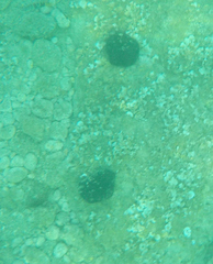 Echinoidea