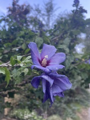 Hibiscus syriacus