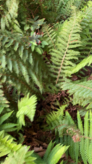 Polystichum setiferum